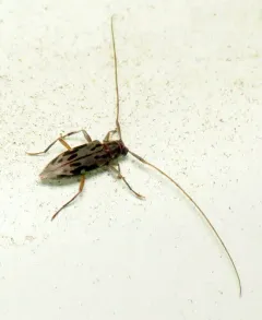 Lepturges pictus thumbnail 2