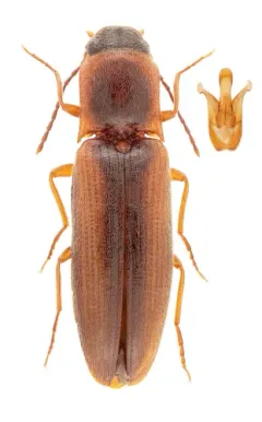 Dalopius gentilis thumbnail 2