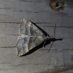 Speckled Snout thumbnail 3