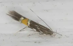 Cosmopterix clemensella thumbnail 2