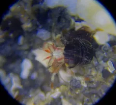 Greenmark Hermit Crab thumbnail 3
