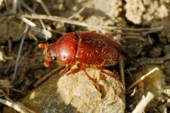 Xenochodaeus simplex thumbnail 1