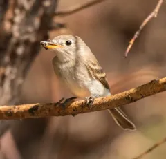 Gray Flycatcher thumbnail 3
