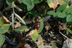 Red-tailed Aphideater thumbnail 4