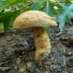 Cornflower Bolete thumbnail 2