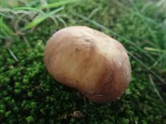 Russula subrubescens thumbnail 2