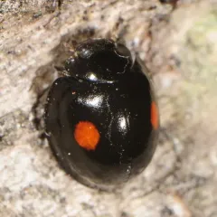 Twice-stabbed Lady Beetle thumbnail 4