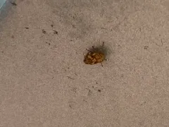 Red Cedar Spittlebug thumbnail 3