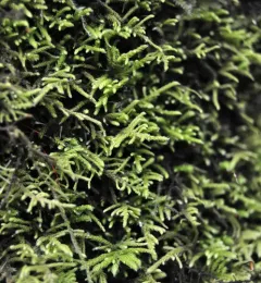 crispleaf roughmoss thumbnail 4