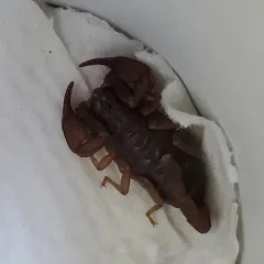 Western Forest Scorpion thumbnail 3