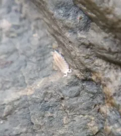 Detonella papillicornis thumbnail 4