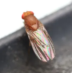 Immigrant fruit fly thumbnail 3