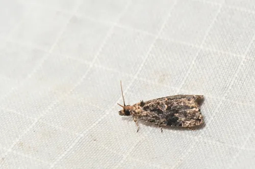Endothenia infuscata