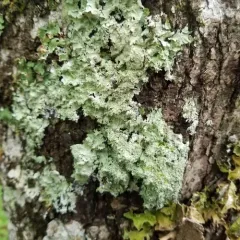 Appalachian Speckleback Lichen thumbnail 1