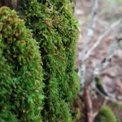Tetraphis Moss thumbnail 3