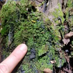 Long-leaved Flapwort thumbnail 4