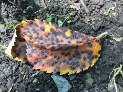 Black Spot of Elm thumbnail 4