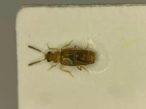 Gyrophaena chippewa