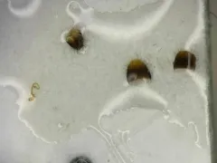 Atheta chartersensis thumbnail 1
