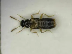Gyrophaena flavicornis thumbnail 1