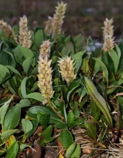 rocky mountain willow thumbnail 2