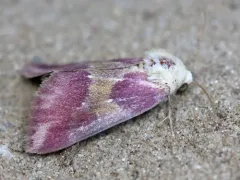 Bleeding Flower Moth thumbnail 3