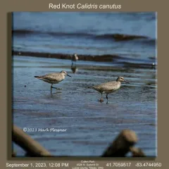 Red Knot thumbnail 4