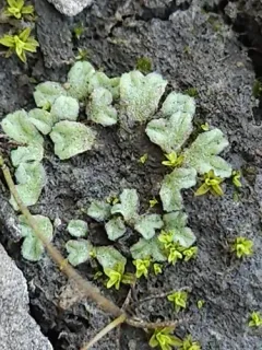 Lizard Crystalwort thumbnail 3