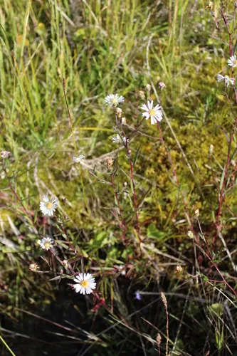 Nahanni aster