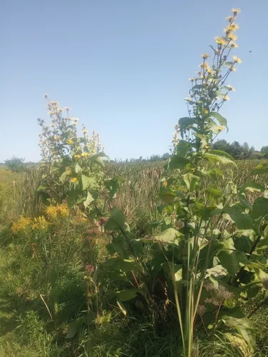 Indian Elecampane