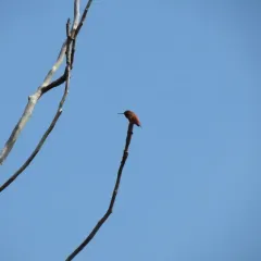 Rufous Hummingbird thumbnail 2