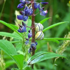 Large-leaved lupine thumbnail 4