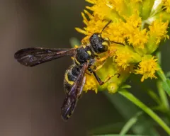 Cerceris clypeata thumbnail 3