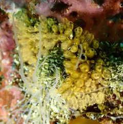 Yellow Social Ascidian thumbnail 3