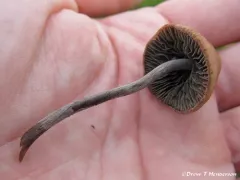 Dewdrop Mottlegill thumbnail 2