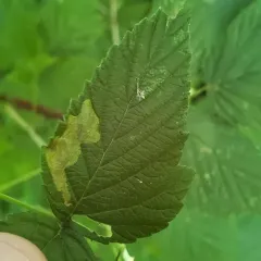 Blackberry Leafminer Moth thumbnail 2