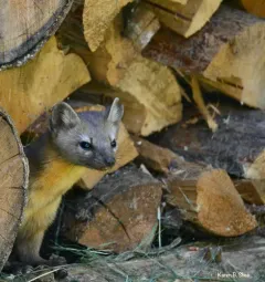 Pacific Marten thumbnail 2