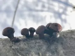 Daldinia vernicosa thumbnail 3