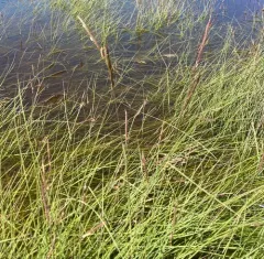 Marsh Hay Cordgrass thumbnail 3