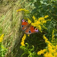 European Peacock Butterfly thumbnail 4