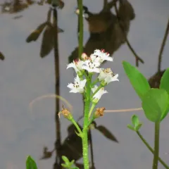 Bogbean thumbnail 2