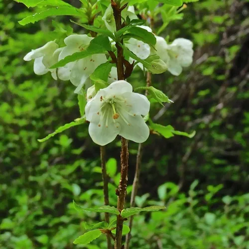 White-flowered Rhododendron