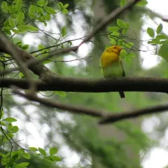 Wilson's Warbler thumbnail 3