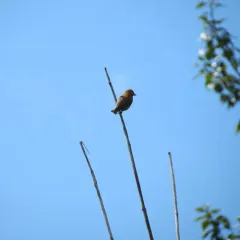Red Crossbill thumbnail 2