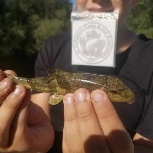 Northern Hog Sucker
