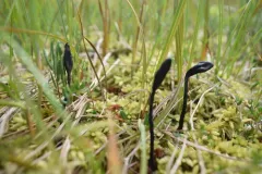 Geoglossum sphagnophilum thumbnail 3