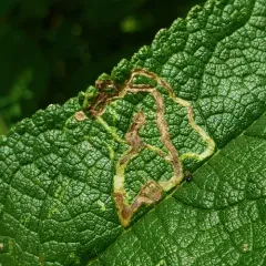Liriomyza cracentis thumbnail 3