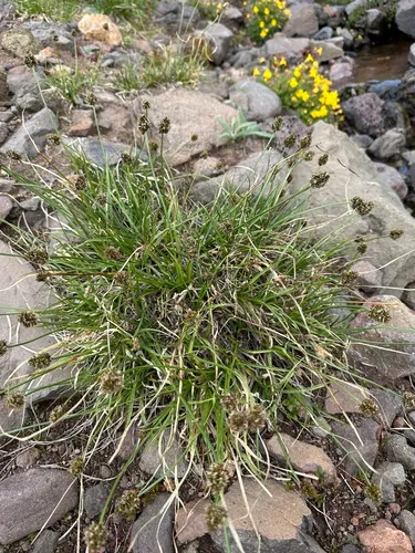 foetid sedge