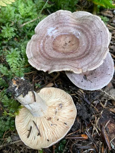Circled Milkcap