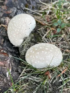 dwarf puffball thumbnail 2